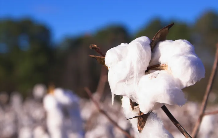 Nigeria's NBS, NACOTAN sign MoU to develop, manage database on cotton