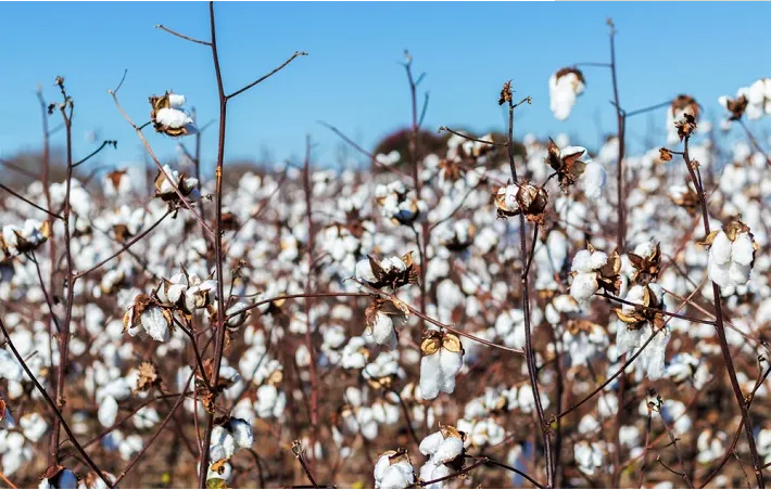 Indian industry wants permanent removal of import duty on cotton